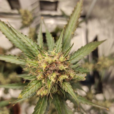 Purple Skunk auto growlog timeline photo