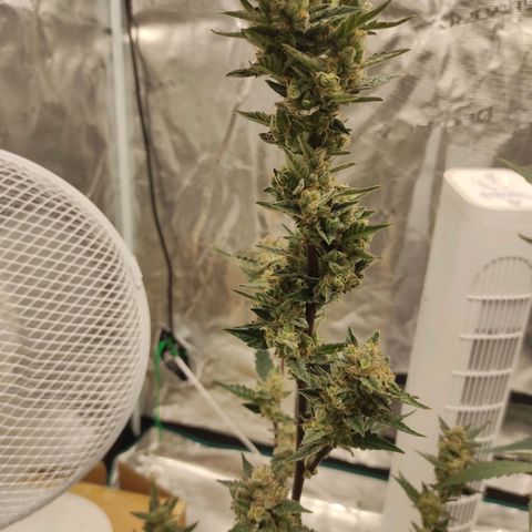 Stichy orange XXL growlog timeline photo