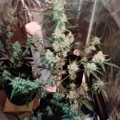 Purple Skunk auto growlog timeline photo