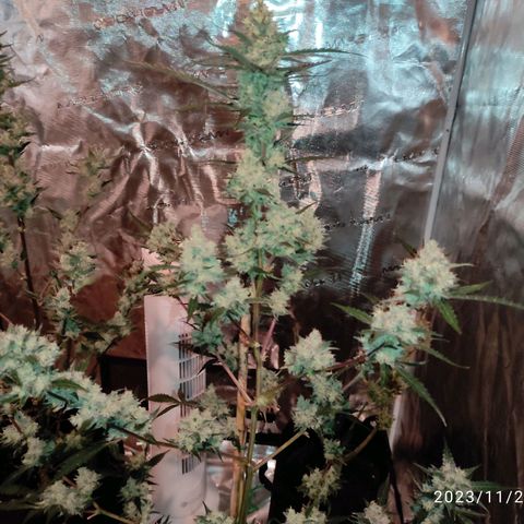 Purple Skunk auto growlog timeline photo
