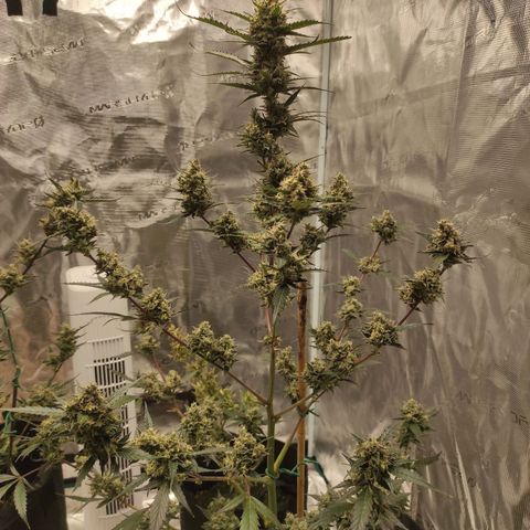 Purple Skunk auto growlog timeline photo