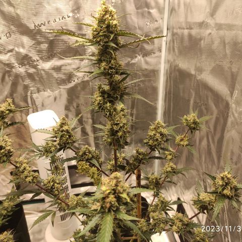 Purple Skunk auto growlog timeline photo