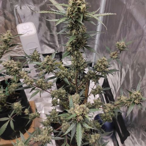 Purple Skunk auto growlog timeline photo