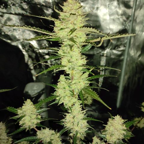 Purple Skunk auto growlog timeline photo