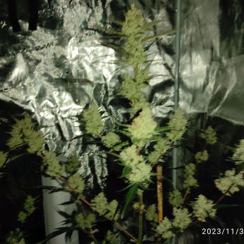 Purple Skunk auto growlog timeline photo