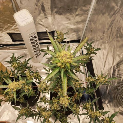 Purple Skunk auto growlog timeline photo