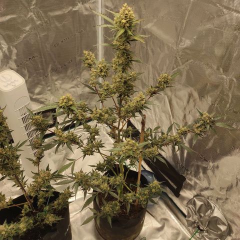 Purple Skunk auto growlog timeline photo