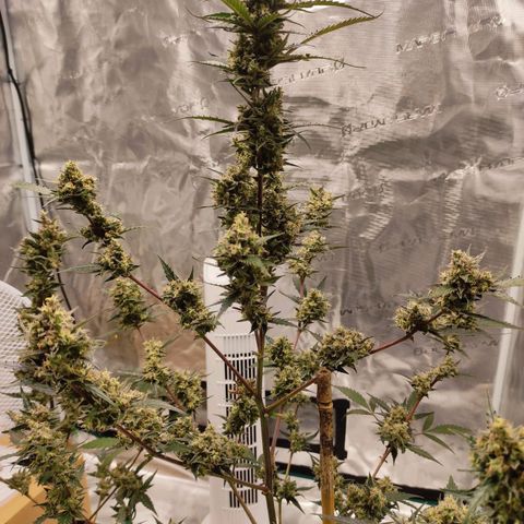 Purple Skunk auto growlog timeline photo