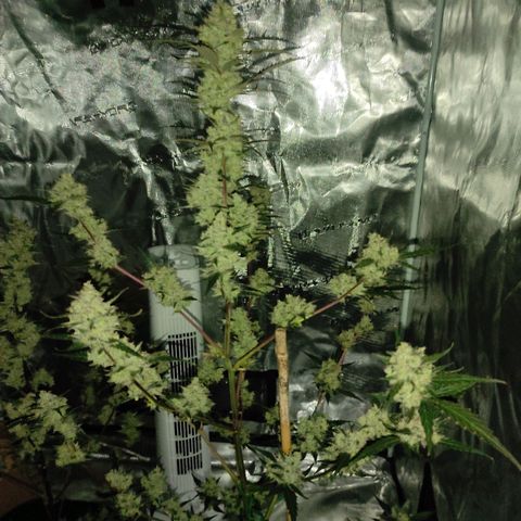 Purple Skunk auto growlog timeline photo