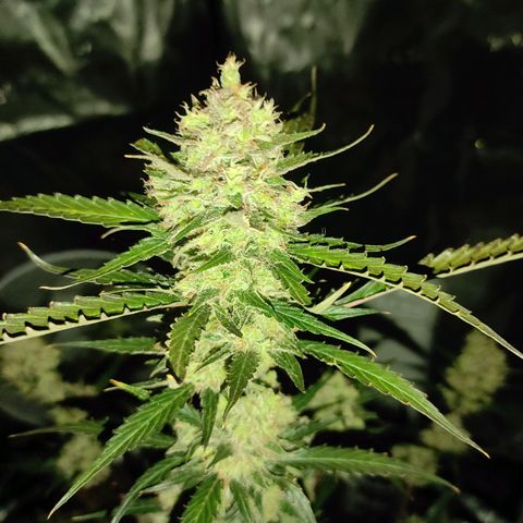 Purple Skunk auto growlog timeline photo