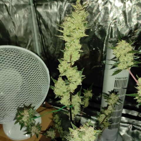 Stichy orange XXL growlog timeline photo