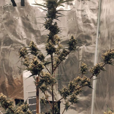 Purple Skunk auto growlog timeline photo