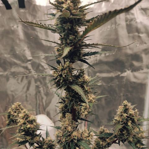 Purple Skunk auto growlog timeline photo
