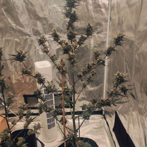 Purple Skunk auto growlog timeline photo