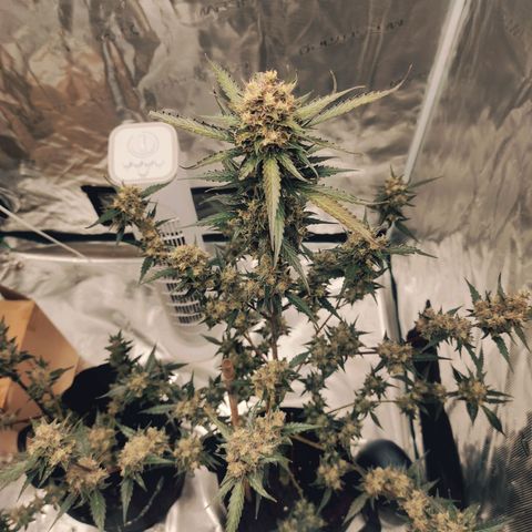 Purple Skunk auto growlog timeline photo