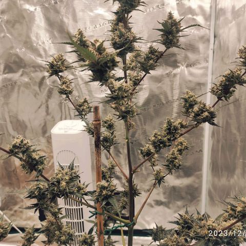 Purple Skunk auto growlog timeline photo