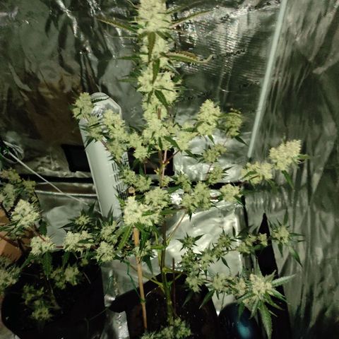 Purple Skunk auto growlog timeline photo