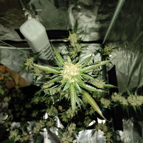 Purple Skunk auto growlog timeline photo