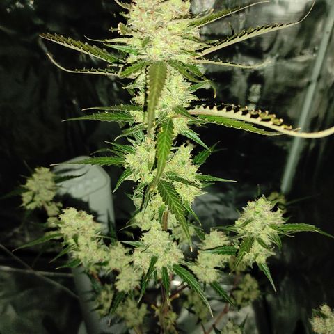 Purple Skunk auto growlog timeline photo