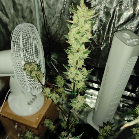 Stichy orange XXL growlog timeline photo