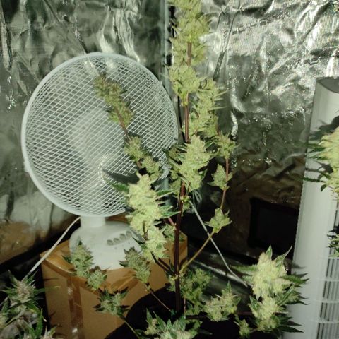 Stichy orange XXL growlog timeline photo