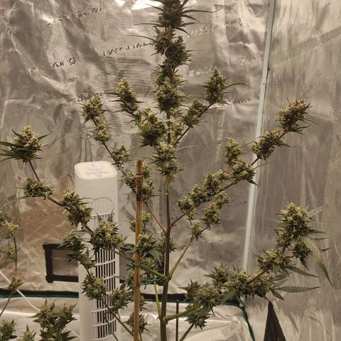 Purple Skunk auto growlog timeline photo