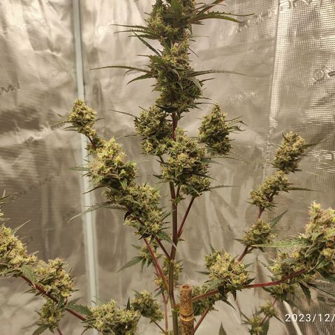 Purple Skunk auto growlog timeline photo