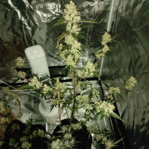 Purple Skunk auto growlog timeline photo