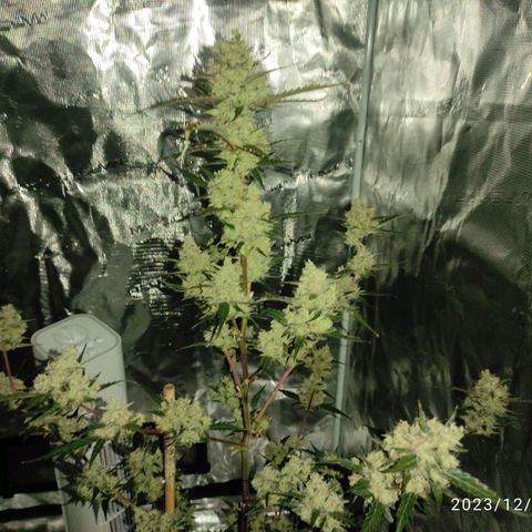 Purple Skunk auto growlog timeline photo