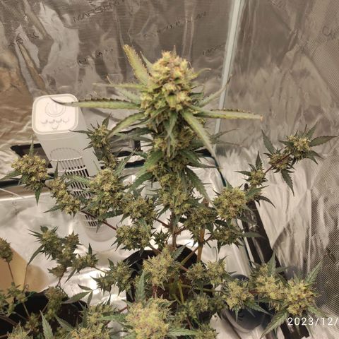 Purple Skunk auto growlog timeline photo