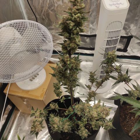 Stichy orange XXL growlog timeline photo