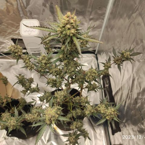 Purple Skunk auto growlog timeline photo