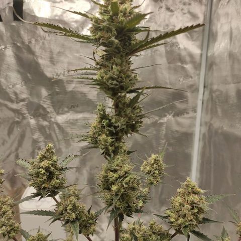 Purple Skunk auto growlog timeline photo