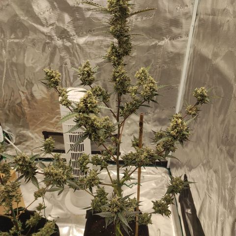Purple Skunk auto growlog timeline photo