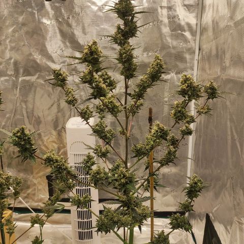 Purple Skunk auto growlog timeline photo