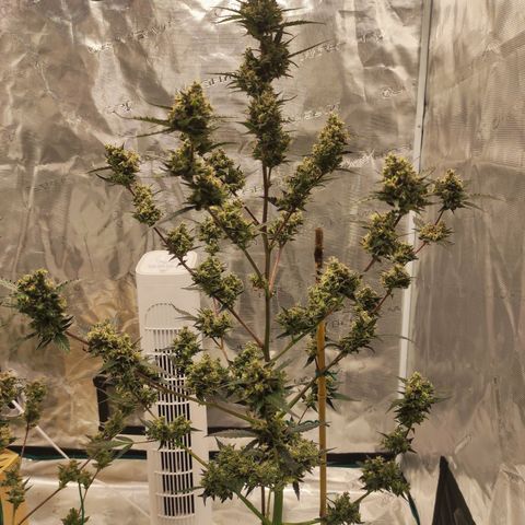 Purple Skunk auto growlog timeline photo