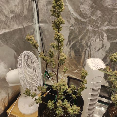 Stichy orange XXL growlog timeline photo