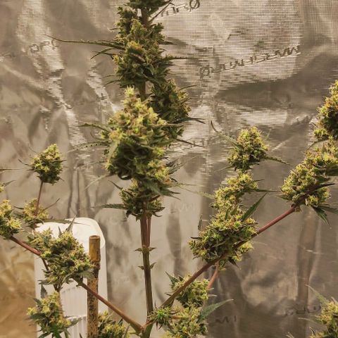 Purple Skunk auto growlog timeline photo