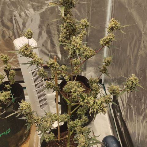 Purple Skunk auto growlog timeline photo