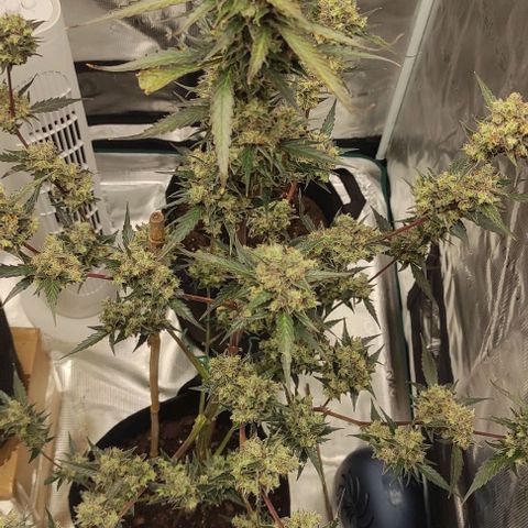 Purple Skunk auto growlog timeline photo