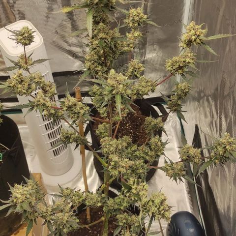 Purple Skunk auto growlog timeline photo