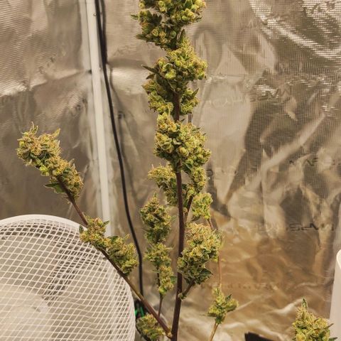 Stichy orange XXL growlog timeline photo