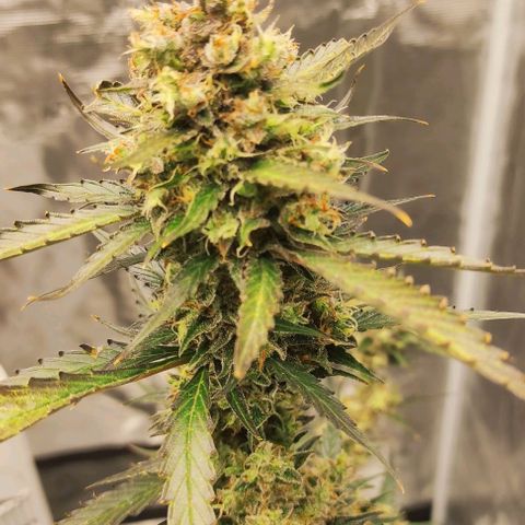 Purple Skunk auto growlog timeline photo