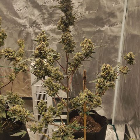 Purple Skunk auto growlog timeline photo