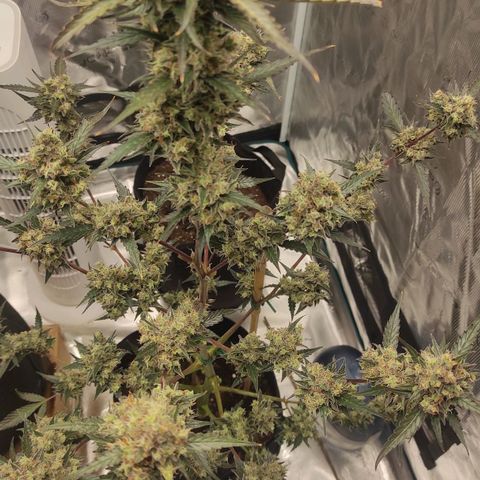 Purple Skunk auto growlog timeline photo
