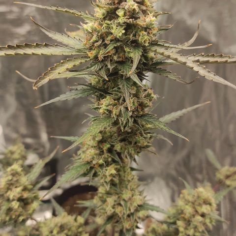 Purple Skunk auto growlog timeline photo