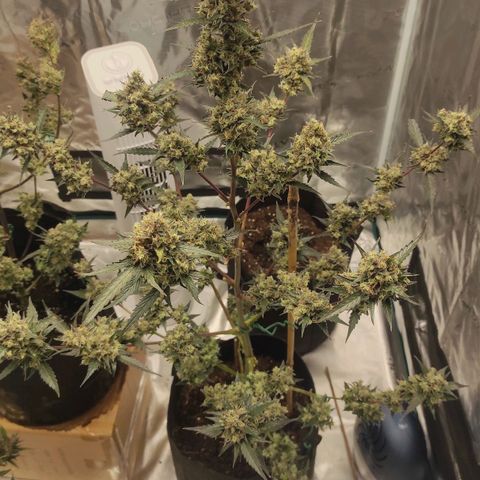 Purple Skunk auto growlog timeline photo