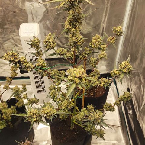 Purple Skunk auto growlog timeline photo