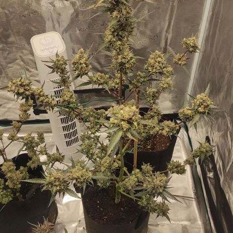 Purple Skunk auto growlog timeline photo