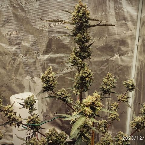 Purple Skunk auto growlog timeline photo